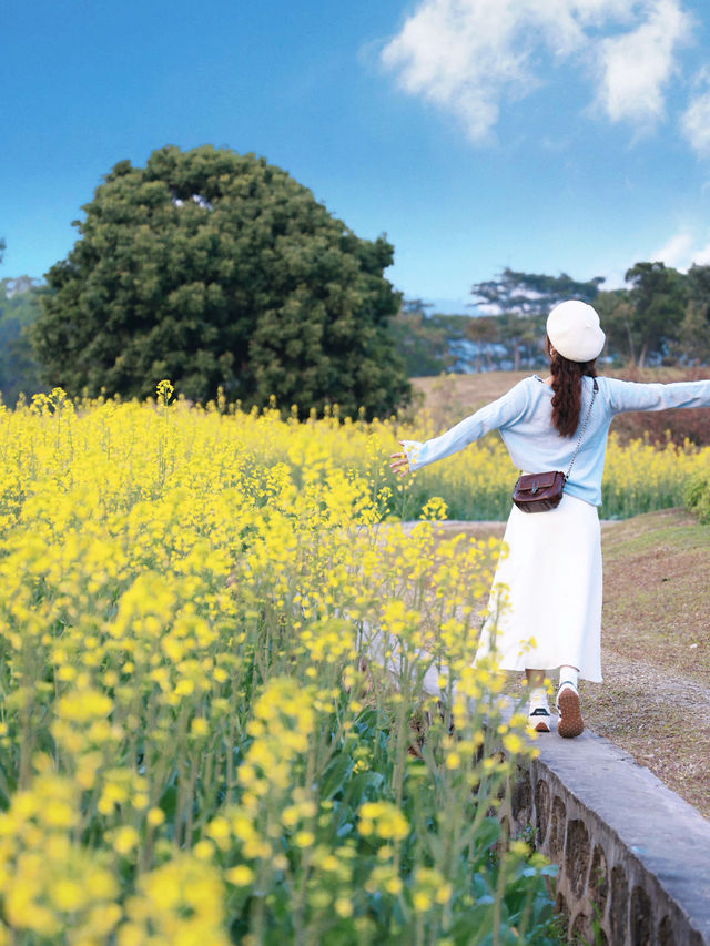 深圳｜春天提前報到·油菜花率先開滿園