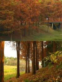 深圳寶藏地|聚龍山濕地公園賞落羽杉啦