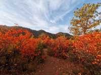 韓城香山紅葉|出彩的山景