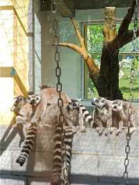 安徽大青山野生動物園 | 開啟超治癒的動物奇遇記