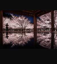京都｜正壽院櫻花馬上開始了，心形窗戶