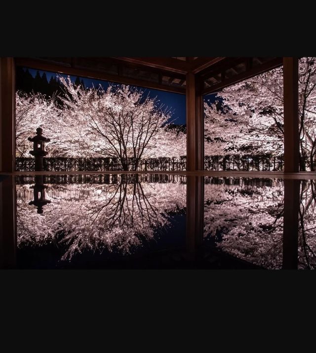 京都｜正壽院櫻花馬上開始了，心形窗戶