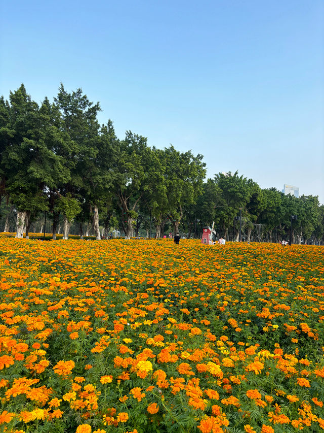 比起虞美人，這片小眾花海更壯觀