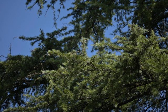 桂林西山公園的臘梅開啦 