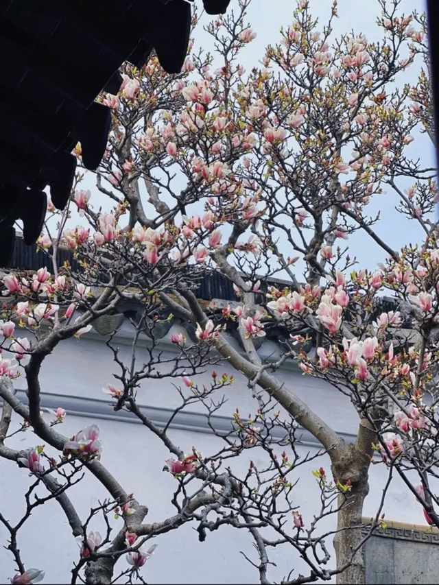 蘇州8座小眾園林的春和景明附賞花遊路線