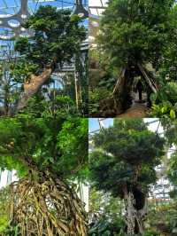 上海植物園，玻璃穹頂下的植物百科。