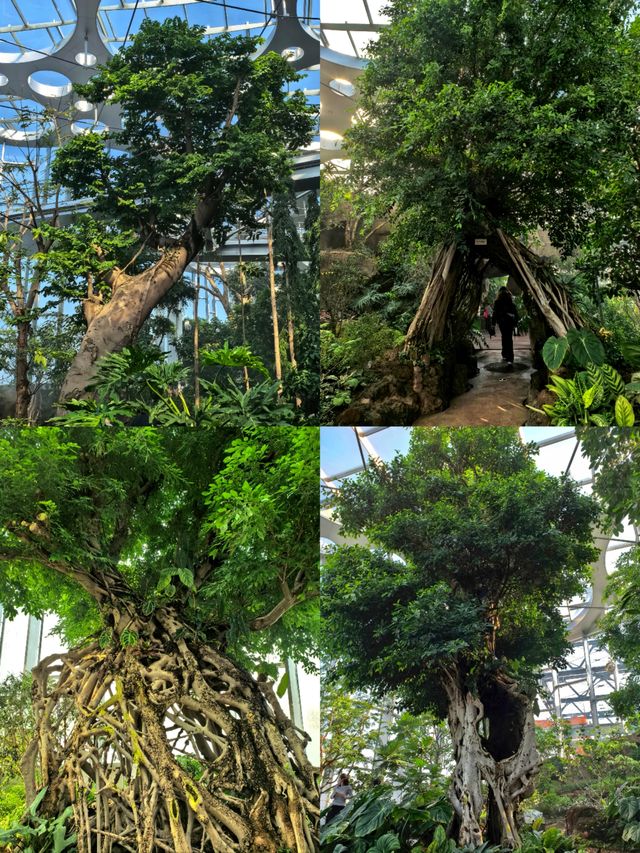 上海植物園，玻璃穹頂下的植物百科。