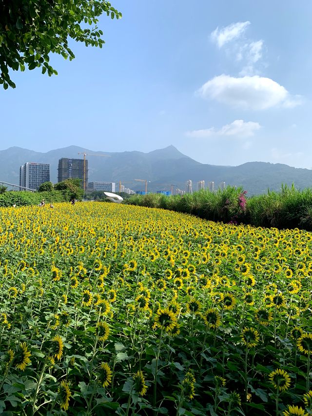步入花海