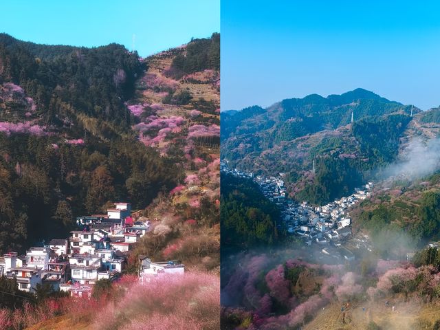接下來的十天，將是這個村子一年中最美的時間