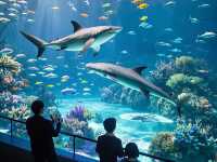 鄭州海昌海洋公園：一場奇幻的海洋探險