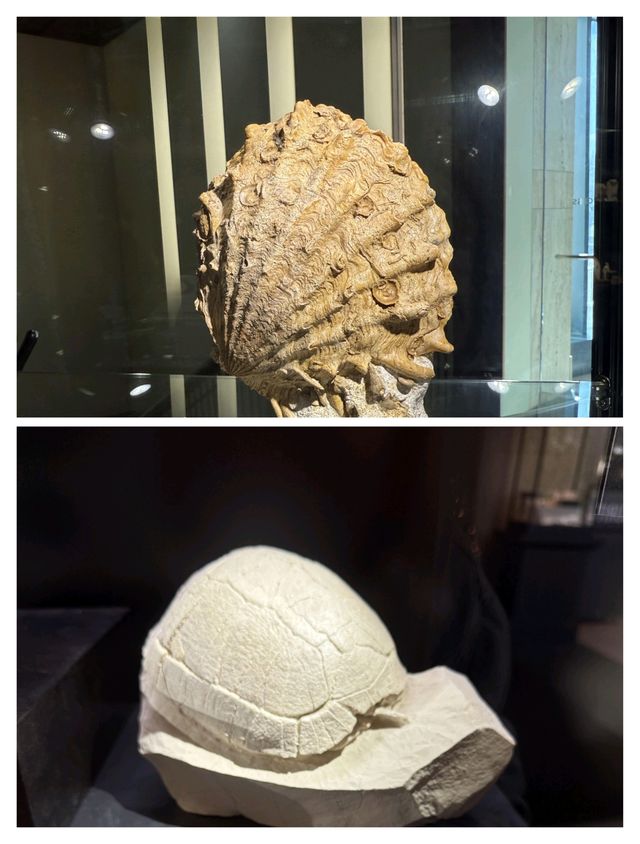 休斯頓自然科學博物館，探索自然與科學的奇妙之旅。
