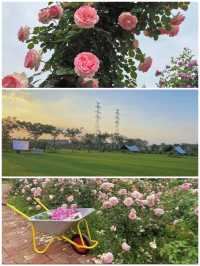 以玫瑰花園為主題的農場～潛江西西花園農場