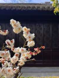 泰州梅園：蛇年新春，邂逅梅香雅韻
