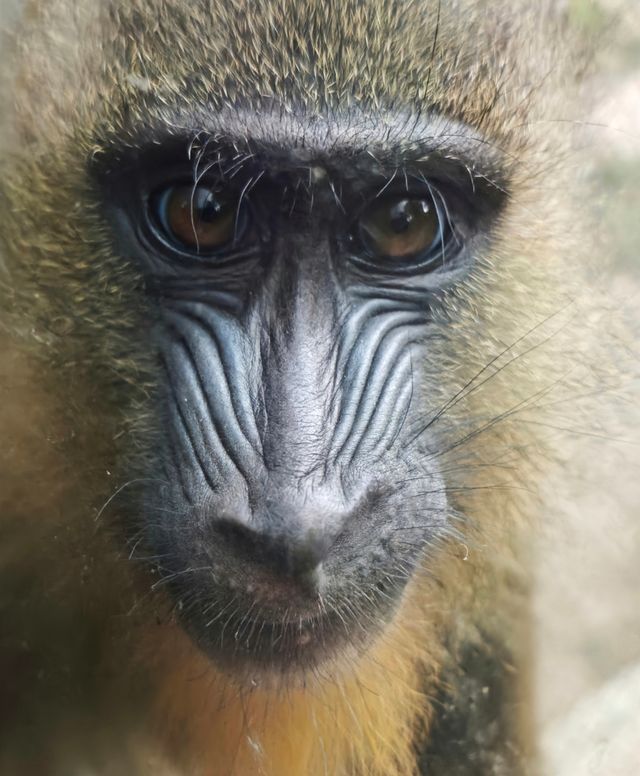 廣州動物園20元的快樂