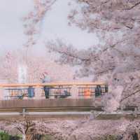 京都限定浪漫 | 伏見十石舟櫻花船🌸