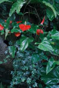 廈門必去 植物園 四季都有不同的美