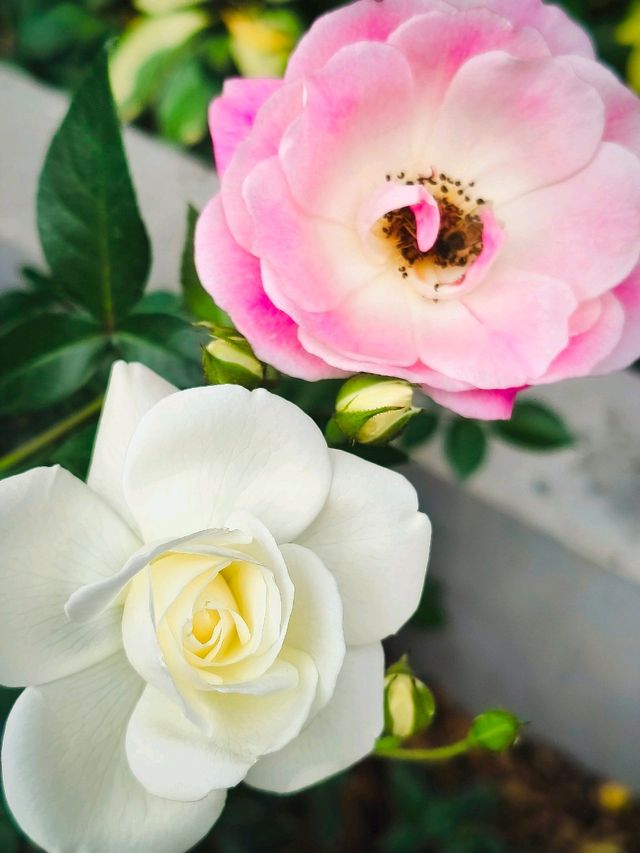 Festival of Roses in effect 💐💐💐