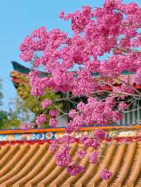廈門春日賞花新去處！天竺岩寺紫花風鈴木