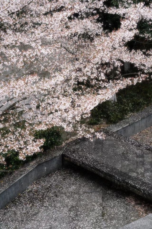 避開人潮！邂逅武漢王家墩公園的夢幻櫻海