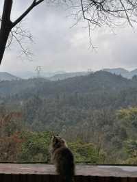 成都周邊｜春日去山裏小住吧！