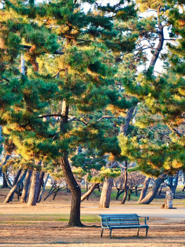 濱寺公園的悠然時光