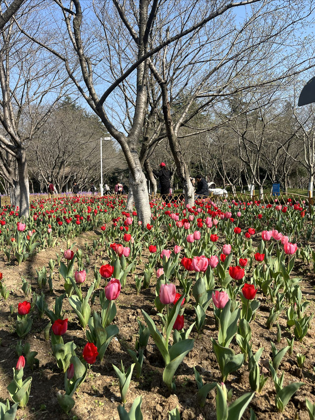 白塘公園：百花齊放