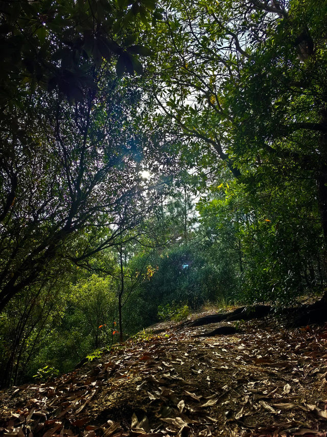 《夢幻仙蹤 魅力龍園》 《夢幻仙蹤 魅力龍園》