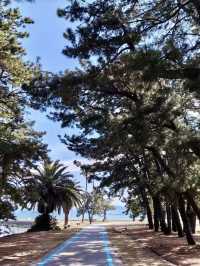 海風與繁花的輕語——海之中道海濱公園與能古島