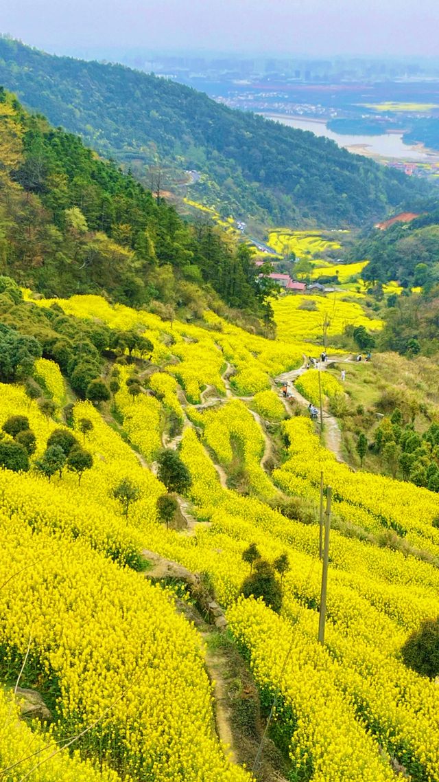 《南昌賞油菜花，最佳地點是哪裡？》