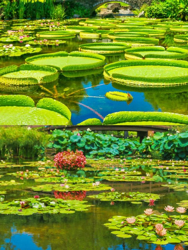 草津市 | 揭開日本小眾溫泉旅行地，邂逅不一樣的冬日浪漫