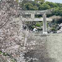 福岡3.27速報🌸九州竟然開了！做第一批「櫻花難民」