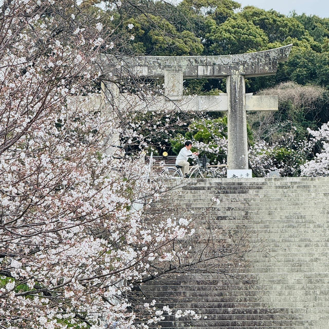 福岡3.27速報🌸九州竟然開了！做第一批「櫻花難民」