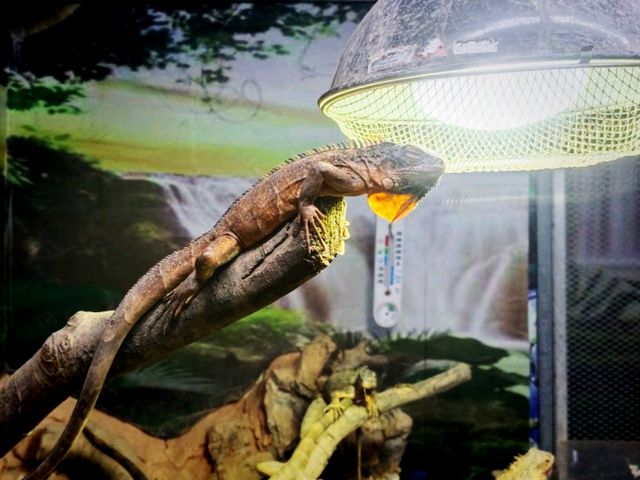 Zimalin Zoo: Rare Species and Wildlife Paradise