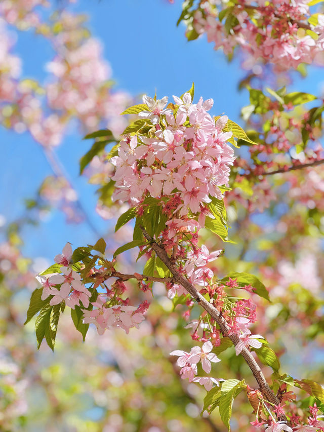 最美櫻花季｜唔使去東京，喺北京玉淵潭都有得睇