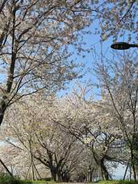 誰懂啊！釜山三樂生態公園美到我心巴上