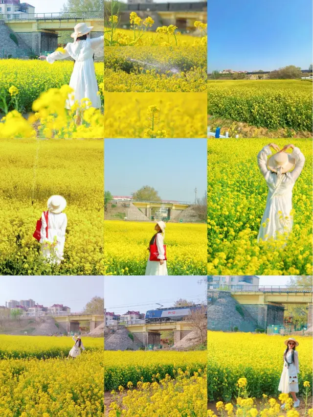 스자좡｜도심 속에 숨겨진 유채꽃밭