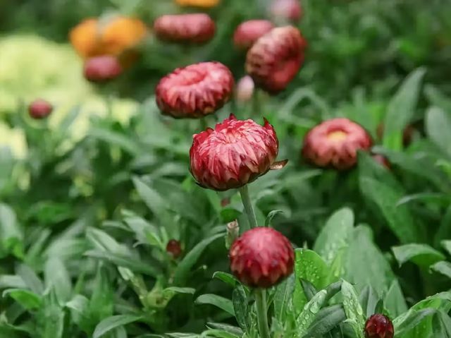 南寧4月花海指南|堪稱春日賞花嘅天花板！