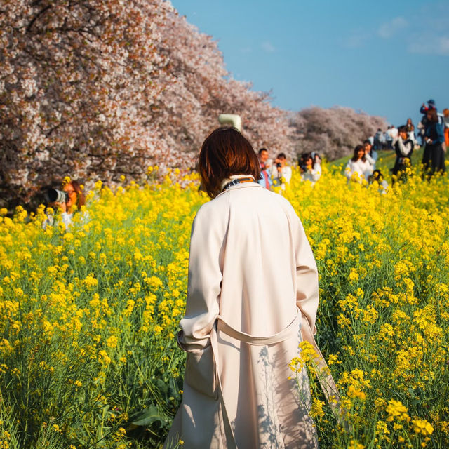 東京日常｜熊谷桜堤的莫奈光影