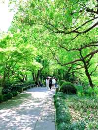 春日限定|杭州太子灣公園桃花觀賞攻略