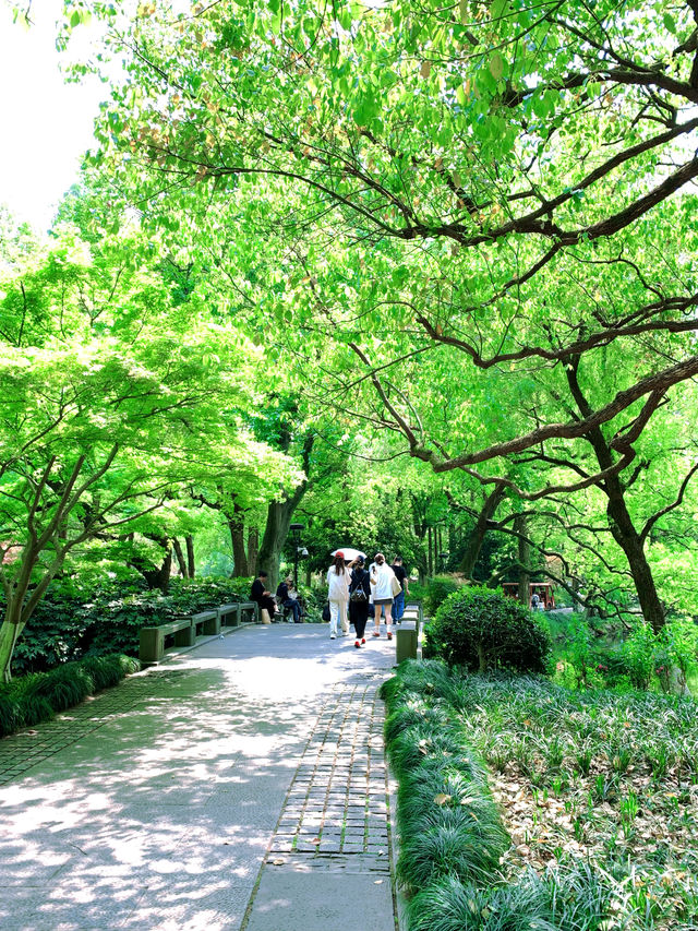 春日限定|杭州太子灣公園桃花觀賞攻略