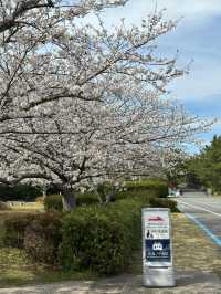 福岡海之中道公園櫻花誌
