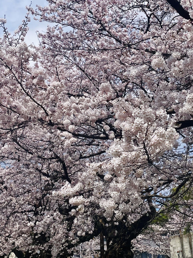 四月仙台東北大學，邂逅夢幻櫻海🌸