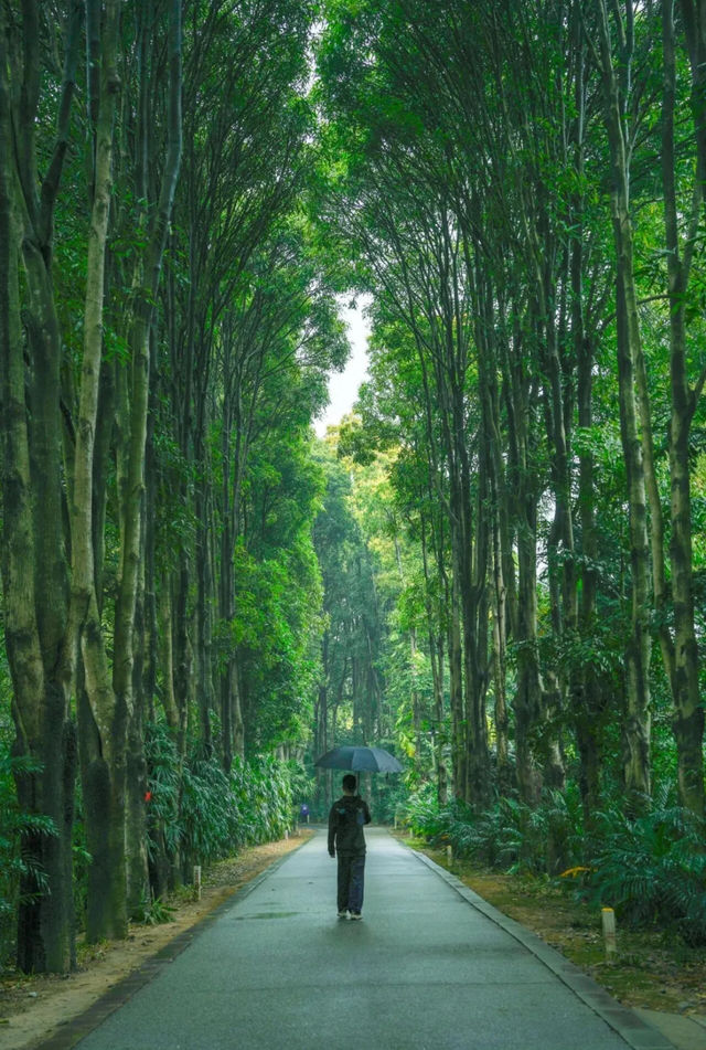 雨天的華南植物園就是送給i人的禮物