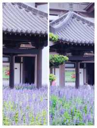 廣州竟然藏著現實版莫奈花園，美到失語！