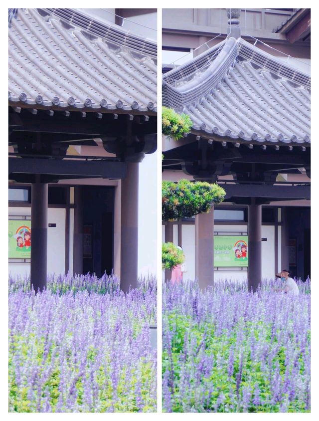 廣州竟然藏著現實版莫奈花園，美到失語！