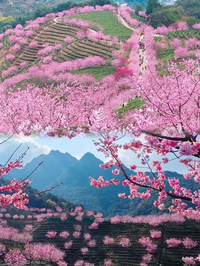 帶上最愛的人，到陰那山觀雲海日出！