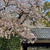 名古屋私藏櫻花地圖｜鶴舞公園的春日心動密碼