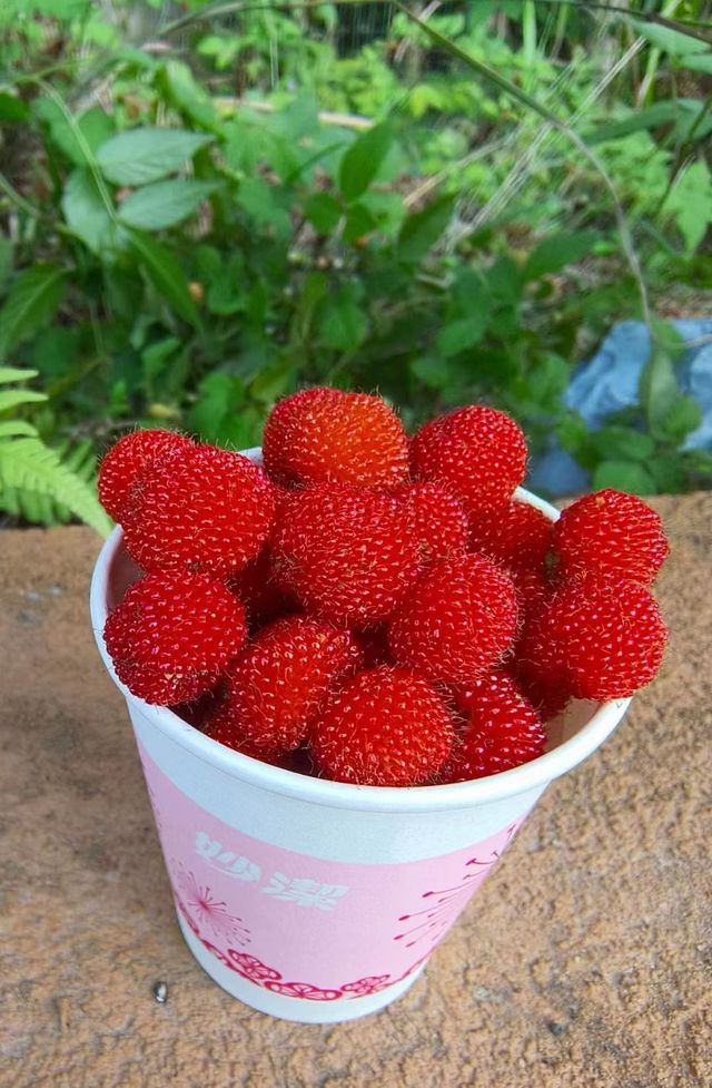 武夷山融景墅酒店：與果香撞個滿懷的初夏秘境