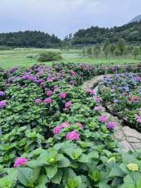 來看花兒啦🌷台灣竹子湖繡球花好漂亮🌺