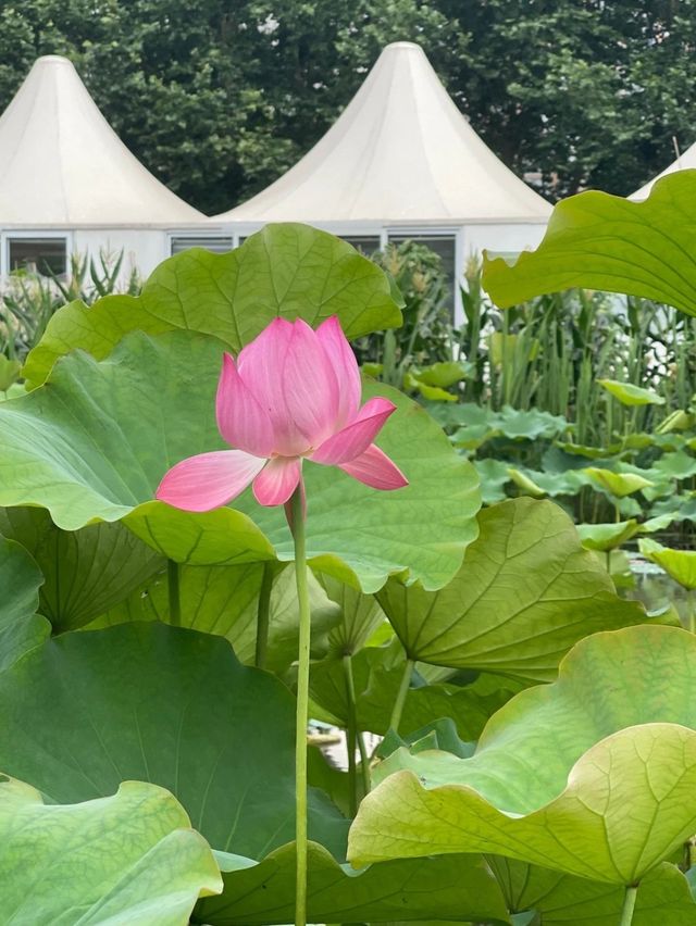 南寧西鄉塘賞荷記：一池清夢，枕畔繁華